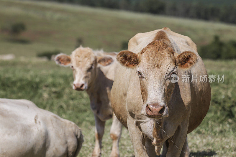 Purun?牛，牛品种的原产地在Paraná州的内陆