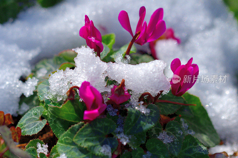 冬天花在盛开勇敢的雪:花园仙客来