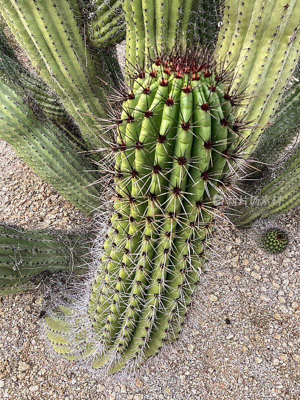 仙人掌，位于亚利桑那州斯科茨代尔市的麦克道尔索诺兰布朗保护农场
