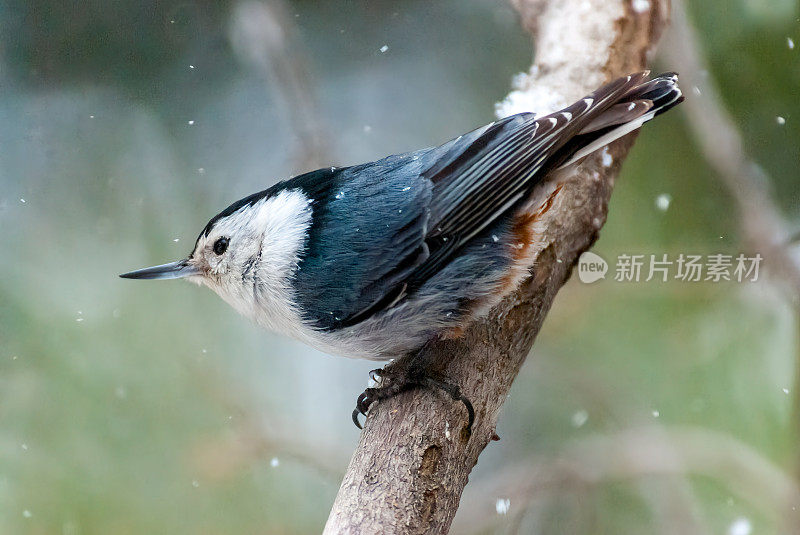 暴风雪中的白胸无双鸟