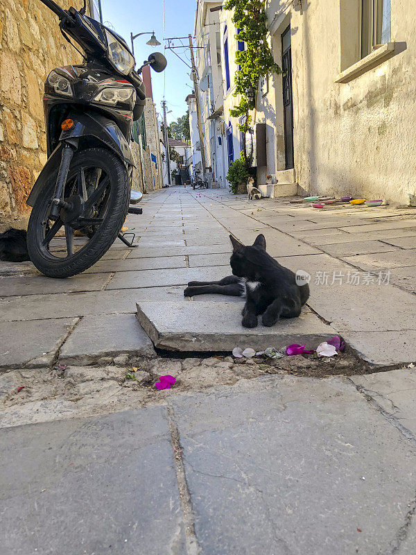 猫在街