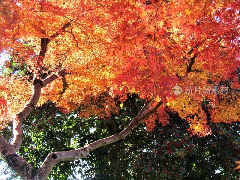 日本。11月。太阳在枫叶上玩耍。