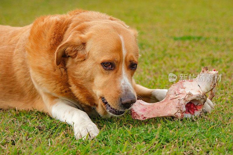 金毛寻回犬吃肉