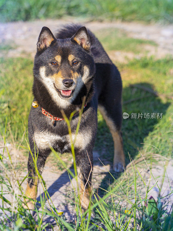 日本柴犬吗?可能