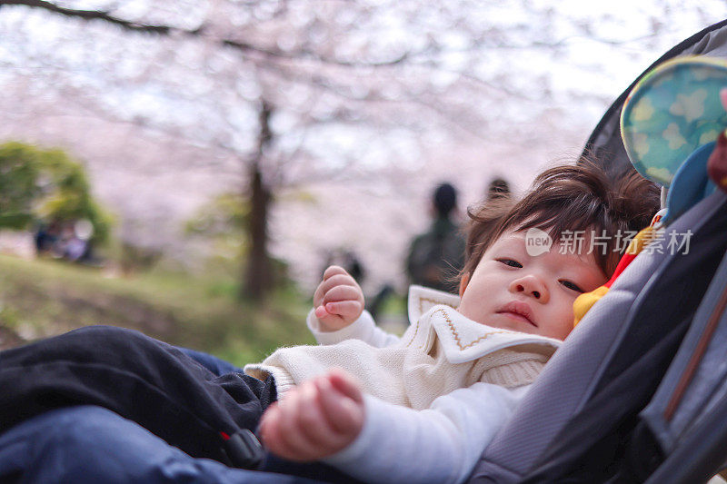 在樱花下，婴儿坐在婴儿车里