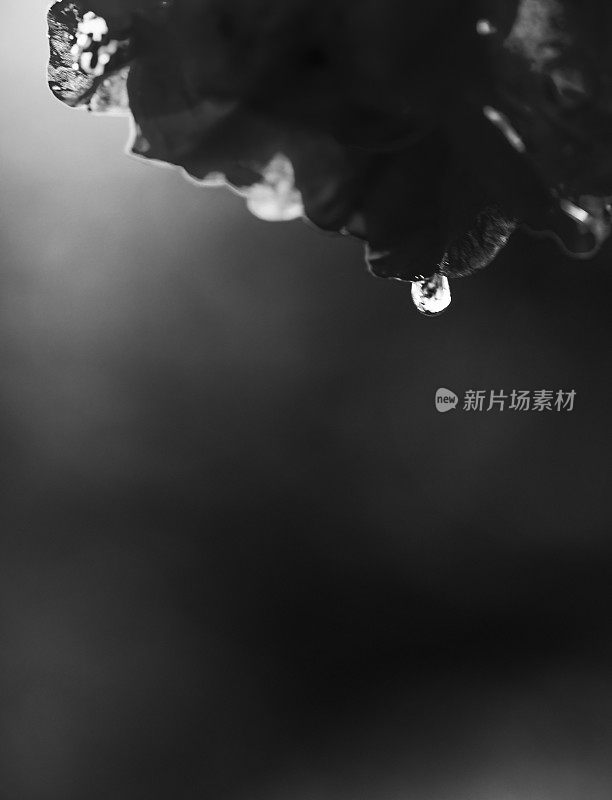 雨滴从花上滴落下来