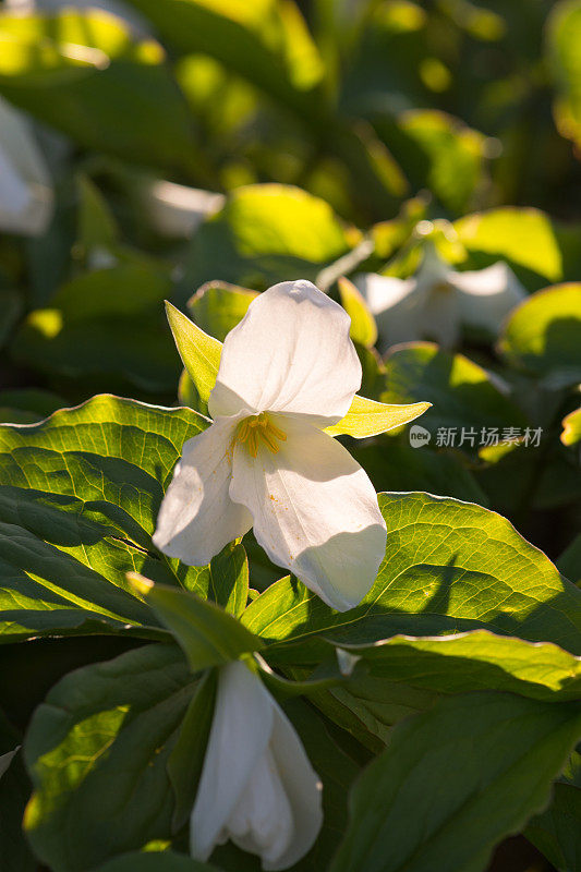 一种叫Trillium的安大略省花，五月初在安大略省南部的自然栖息地