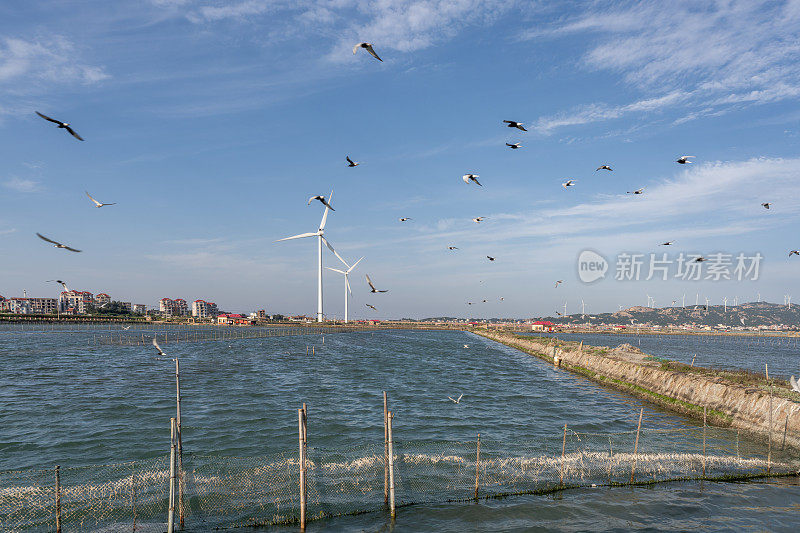 海边渔场有许多海鸟在飞翔