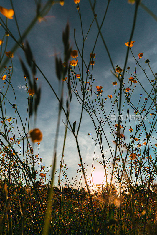 夕阳下的毛茛花田