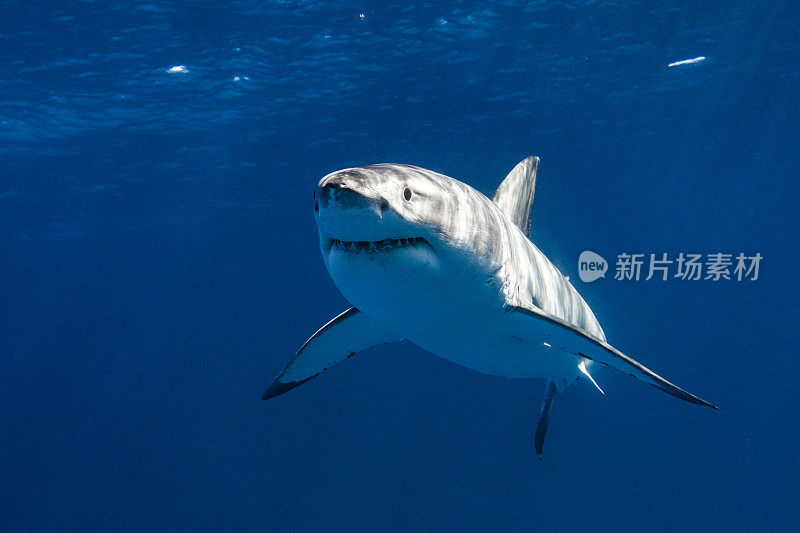 幼年大白鲨是顶级掠食者，在清澈开阔的蓝色海洋中游弋