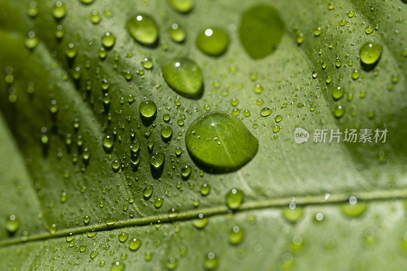 柠檬叶子上的雨滴