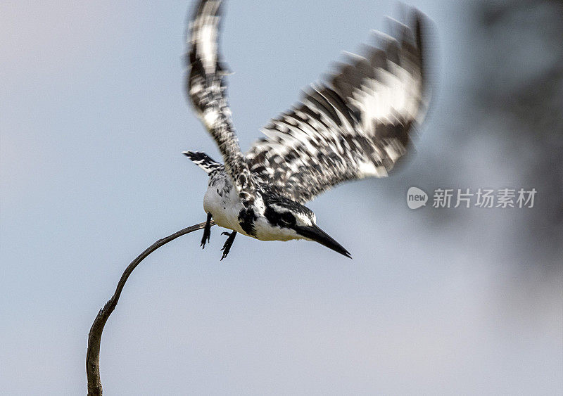 彩衣翠鸟起飞了