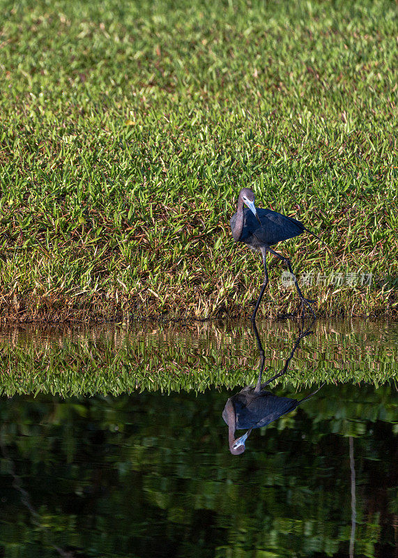 佛罗里达中部奥兰多湿地公园的小蓝鹭