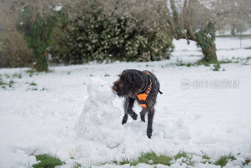 猎狗在吃雪狗的胡萝卜鼻子