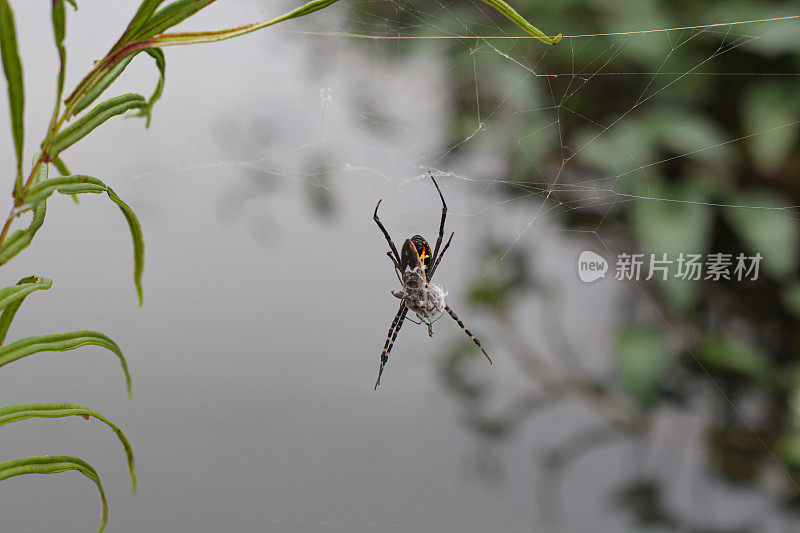一只蜘蛛正在吃它网中的猎物