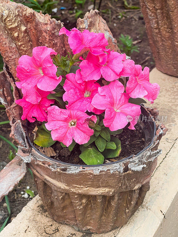 粉红色的矮牵牛花在美丽的花盆里