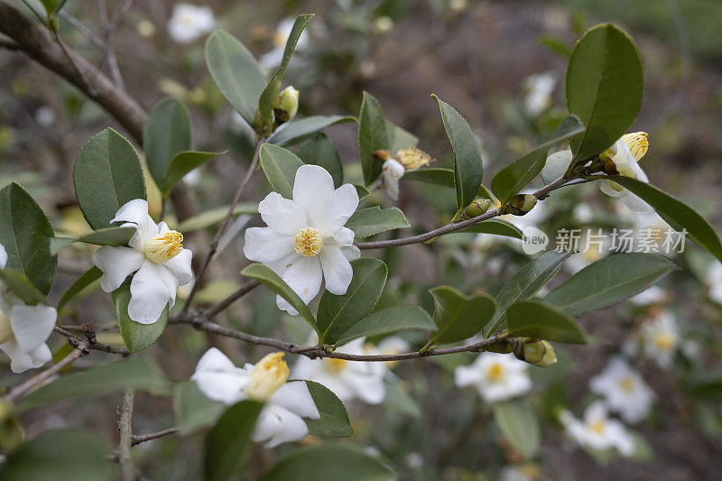 茶树花