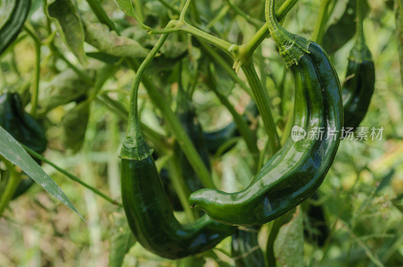 智利辣椒在植物上成熟的特写