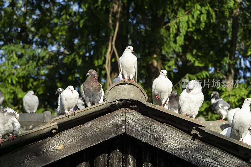 屋顶上有许多鸽子