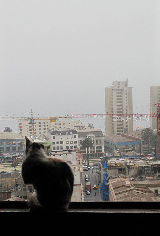 2010年初，智利，一只猫出现在窗外，窗外是瓦尔帕莱索的风景
