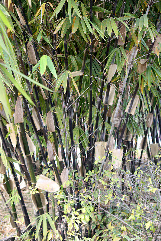 花园里的一簇黑竹(毛竹):(图SShukla)