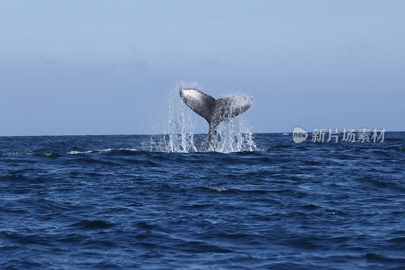 美国加利福尼亚州蒙特利湾的鲸鱼