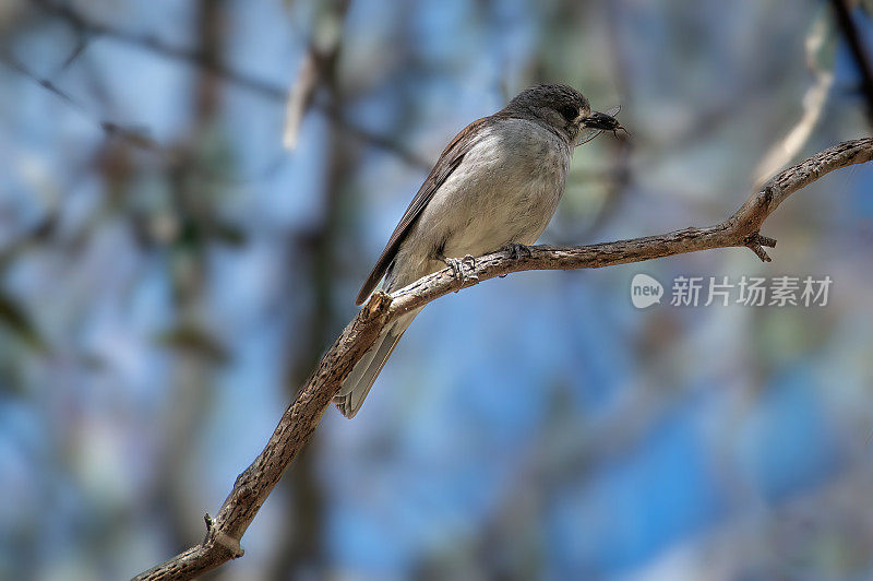 灰鸫(Colluricincla口琴)