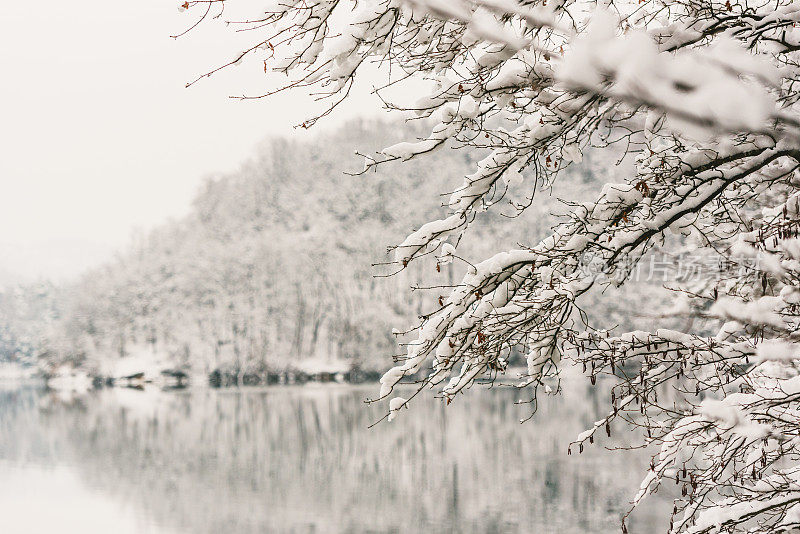 雪覆盖了湖边光秃秃的树