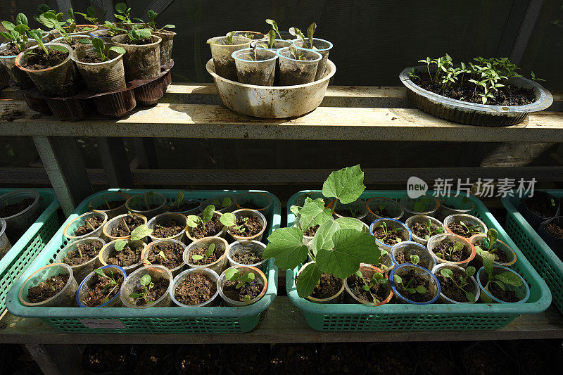 用塑料瓶种植有机植物