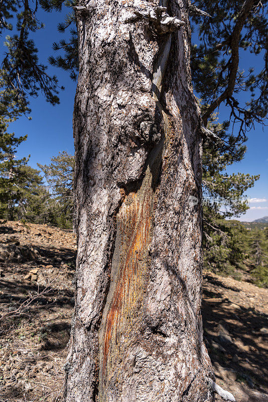 大而古老、风化的粗松树干，因雷击留下深深的弯曲疤痕