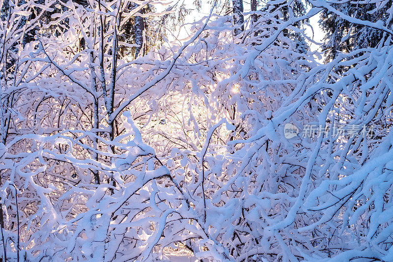 冬天的风景，白雪覆盖的树枝和橙色的阳光。