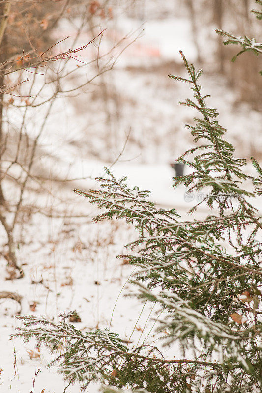 2022年12月，俄亥俄州奇利科特的雪天里，奇形怪状的雪树