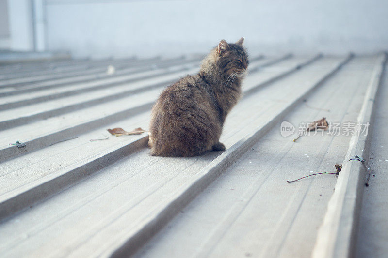 伊斯坦布尔的流浪猫