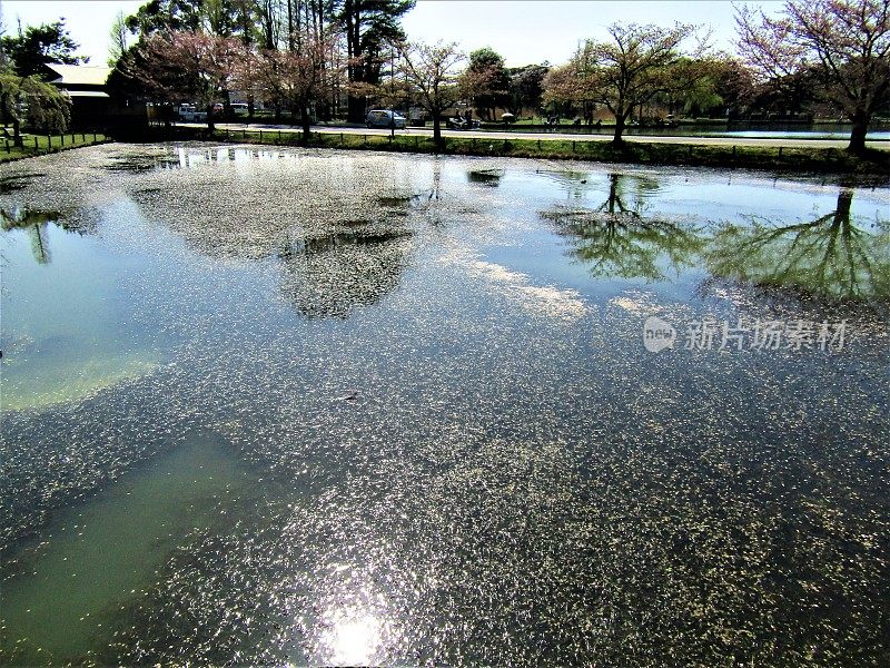日本。4月。池塘表面覆盖着樱桃树的花瓣。