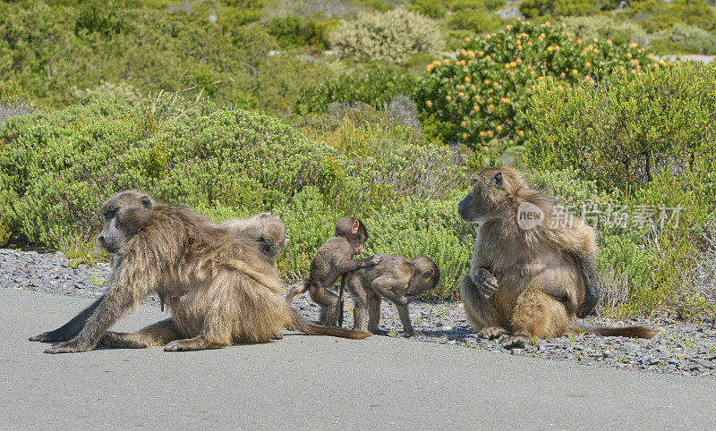 野生狒狒家庭社交的照片