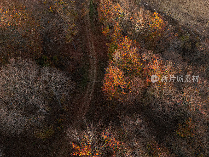 无人机鸟瞰图:彩色混合秋天森林空中背景