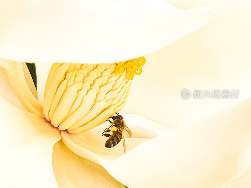 蜜蜂在玉兰花上