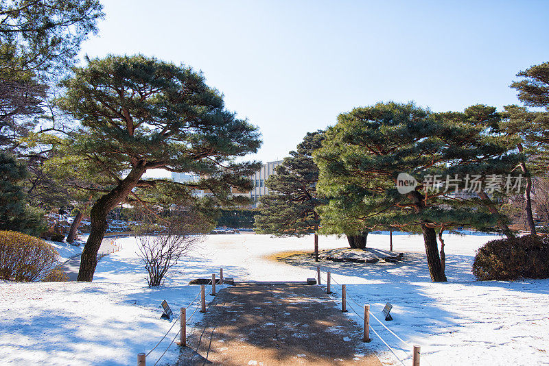 花园里的雪