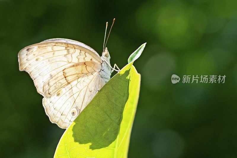 蝴蝶在树叶上展开翅膀。