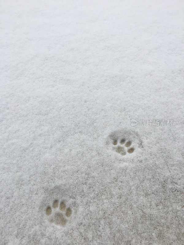 雪中猫的足迹