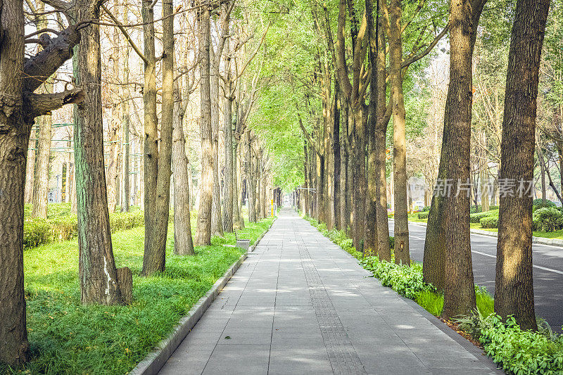 阳光下的树