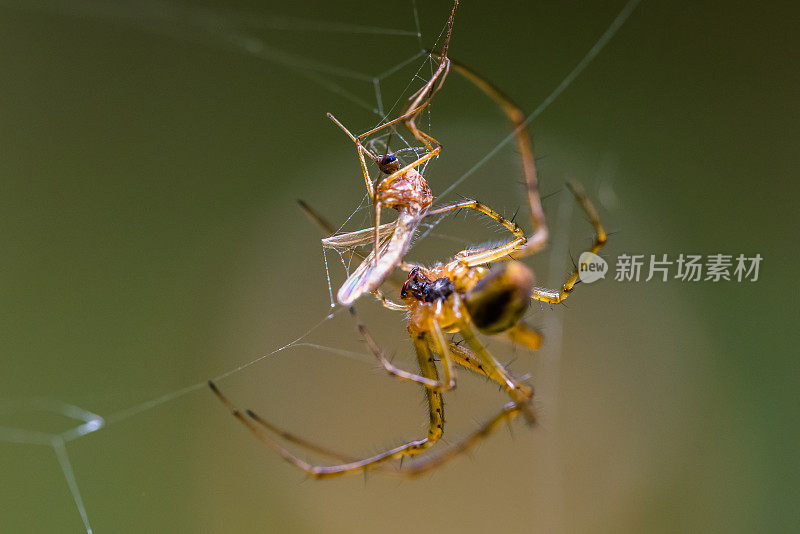 蜘蛛在蜘蛛网上。