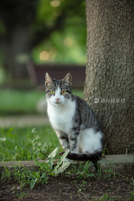 多色的流浪猫站在街中央。