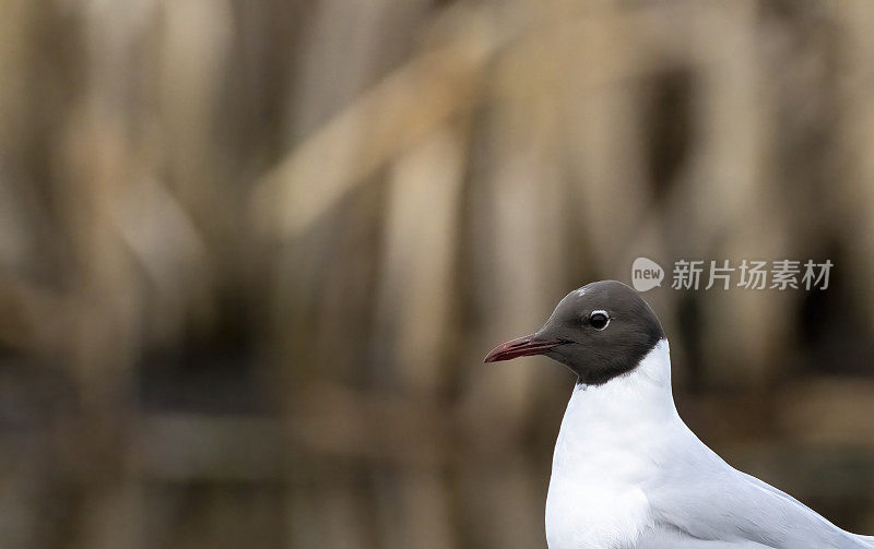 湖上树枝上的黑头海鸥