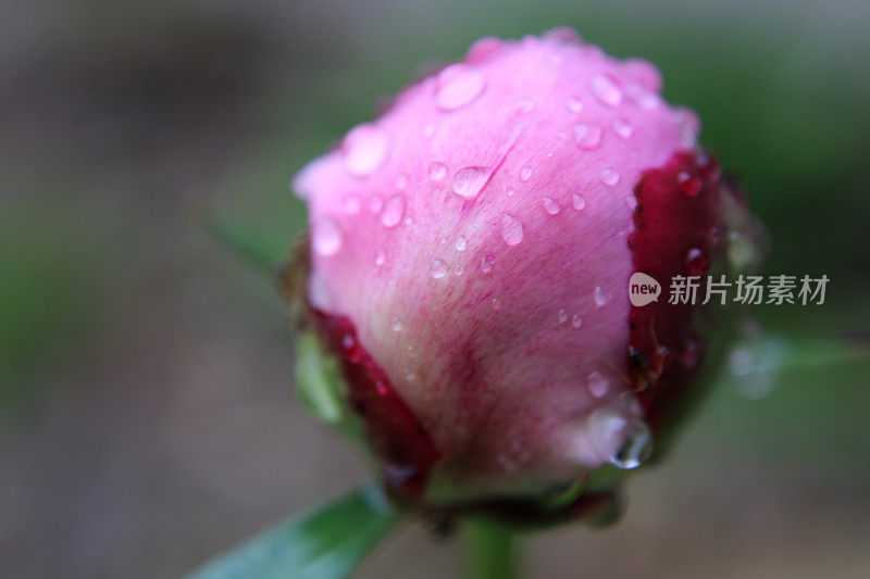 粉色牡丹花蕾特写，有雨滴和蚂蚁