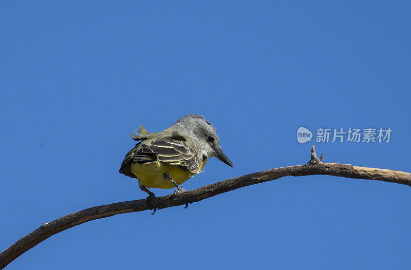 哥斯达黎加瓜纳卡斯特海滩上，一只栖息在树上的热带王鸟。