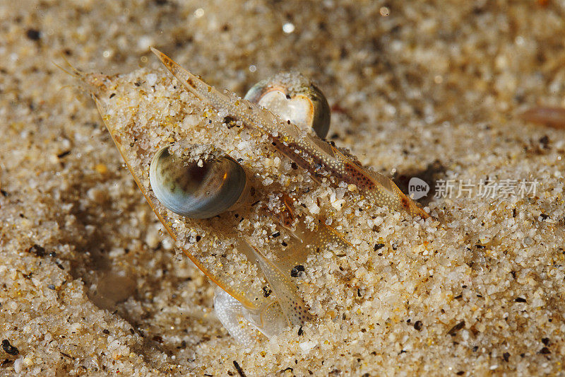 海洋生物虾藏在沙子里。水生生物水下地中海水肺潜水员的观点。又名:虾虾，褐家鼠，虾虾科，挪威龙虾。