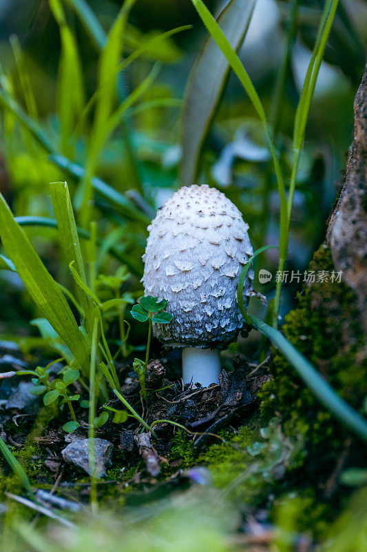 森林里刚从地里挖出来的蘑菇