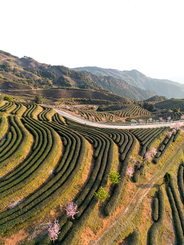 山顶上的茶园梯田