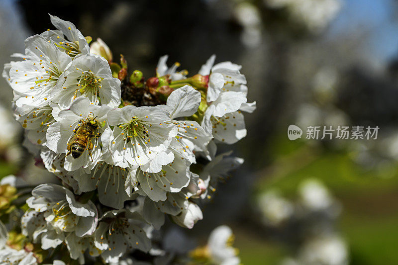 春季樱桃园花朵的特写